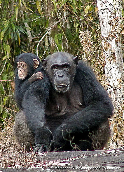 chimpanzee fetus